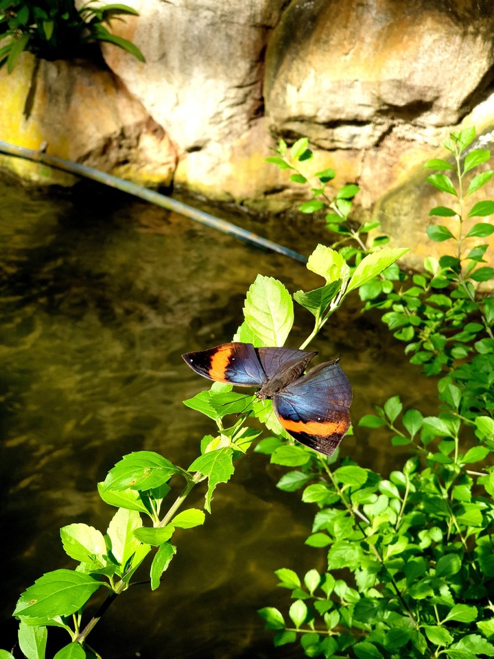 nature