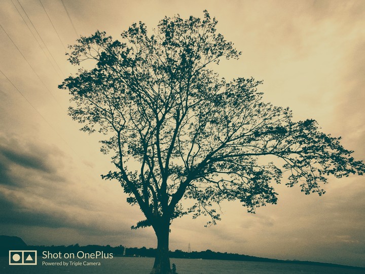 tree