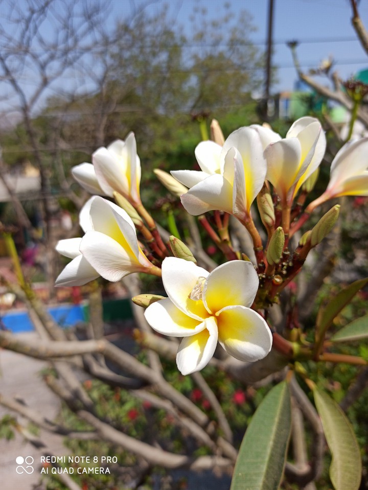 flowers