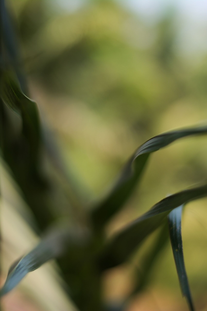 palms of abstraction