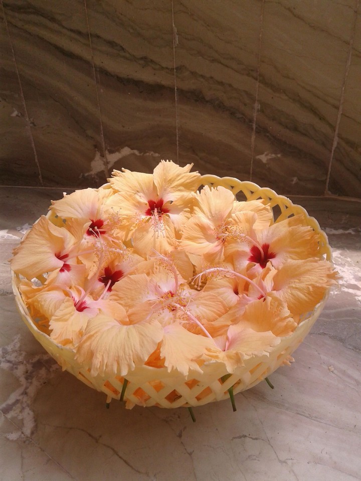 hibiscus