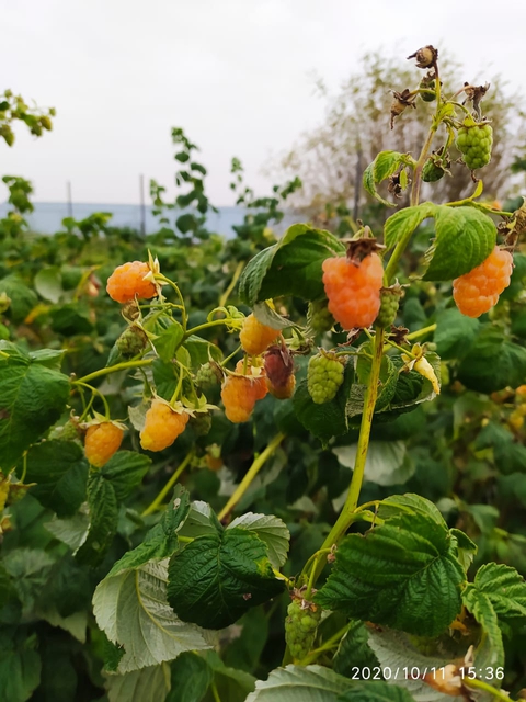 обои flower, fruit