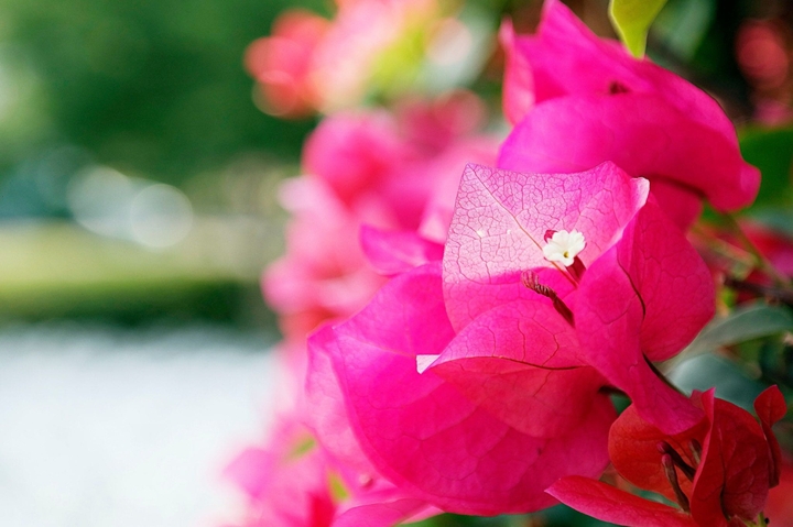 Paper flowers