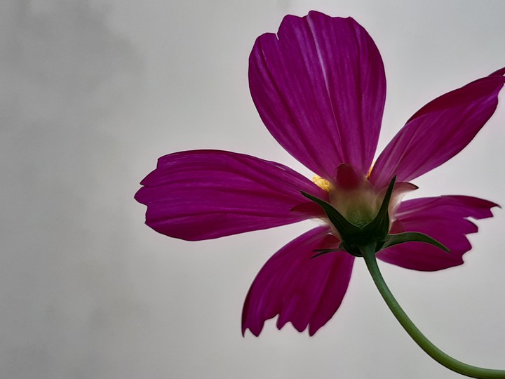 Petals