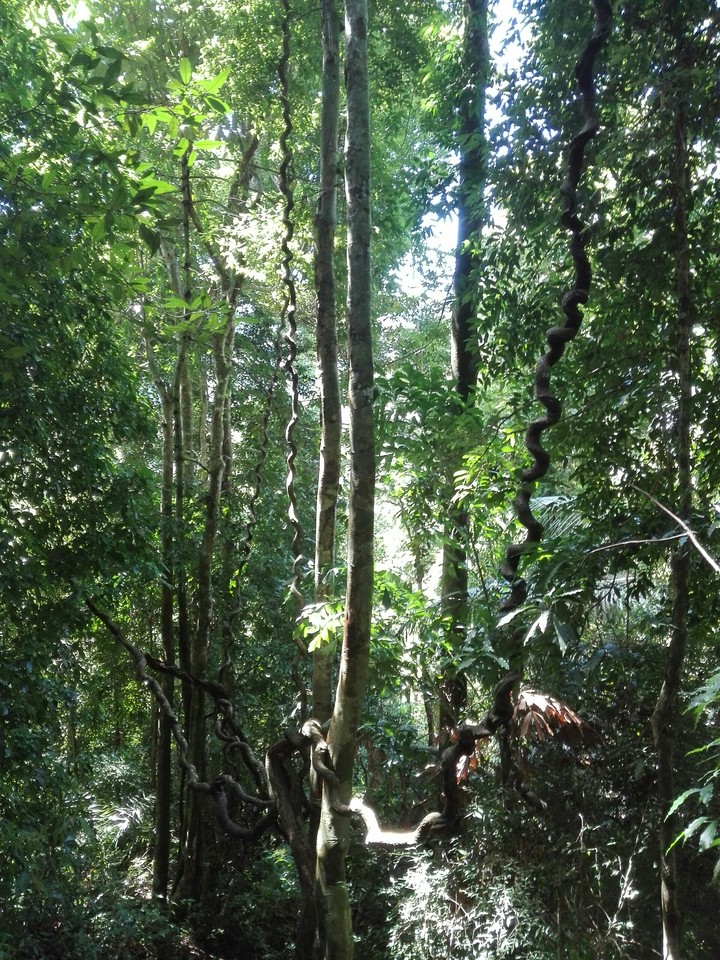 Wobbly Trees, Kathu Waterfalls, Phuket, Thailand