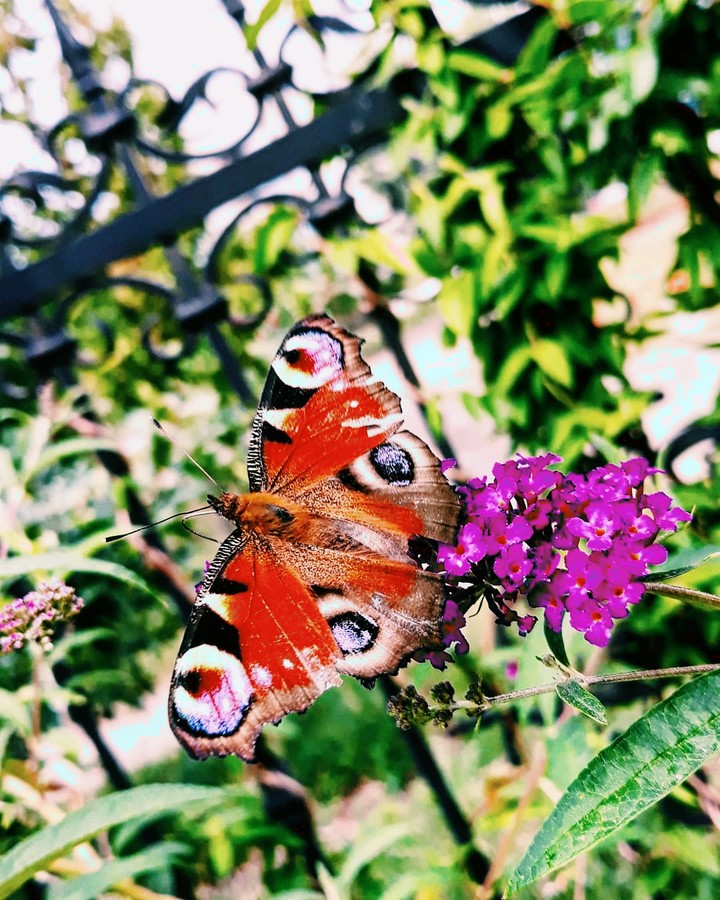 Beauti