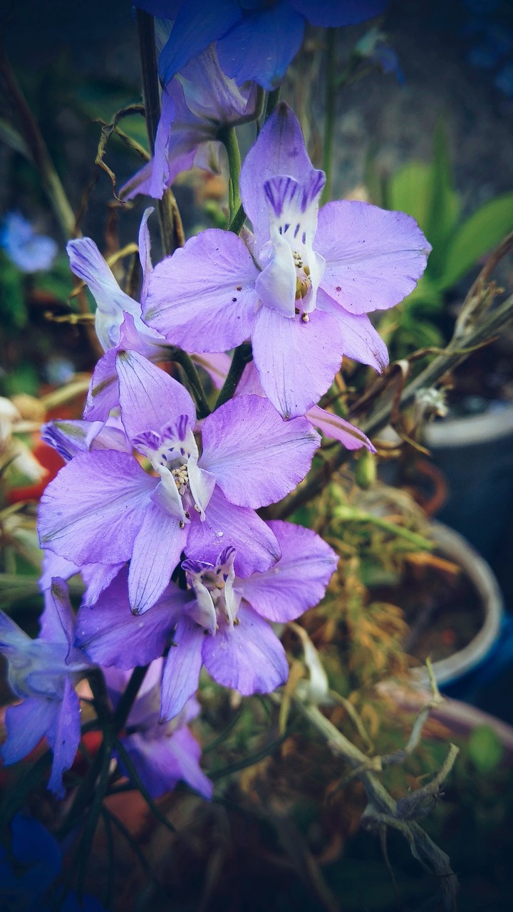 blue orchid