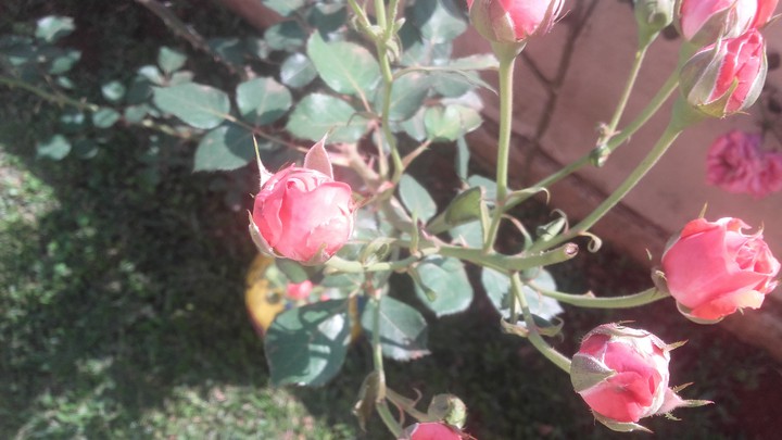 rosa