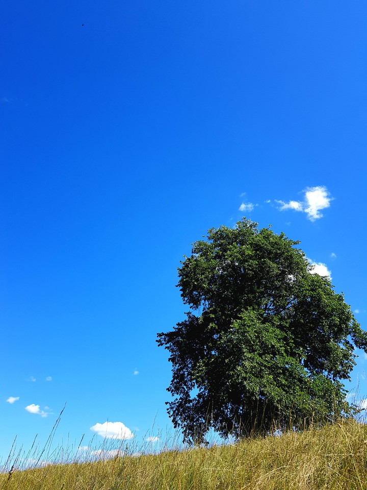 lonely tree