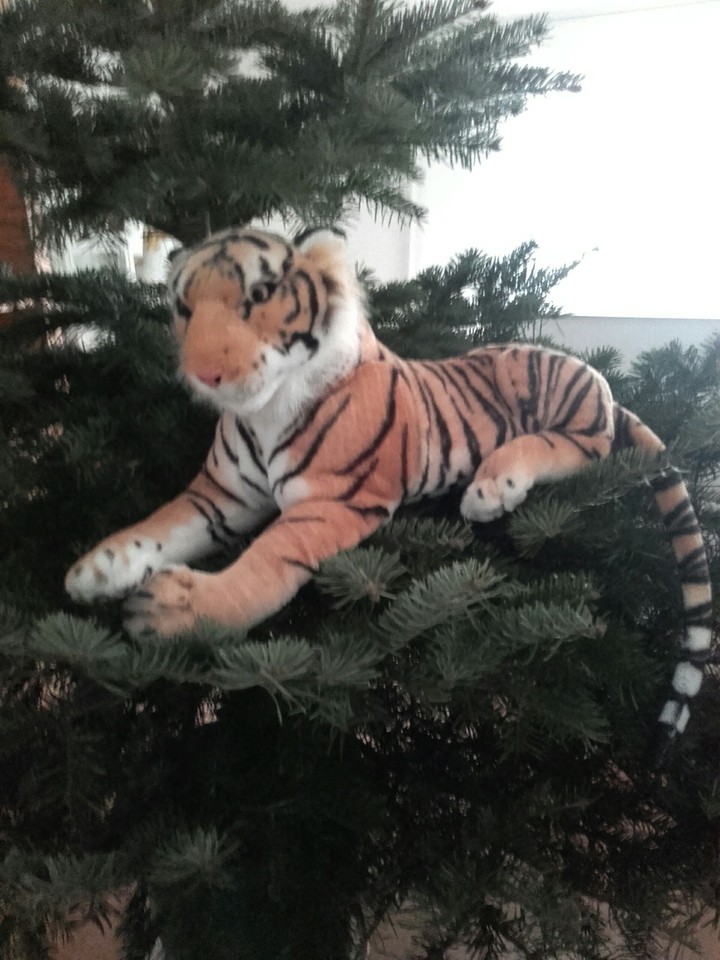 my tiger