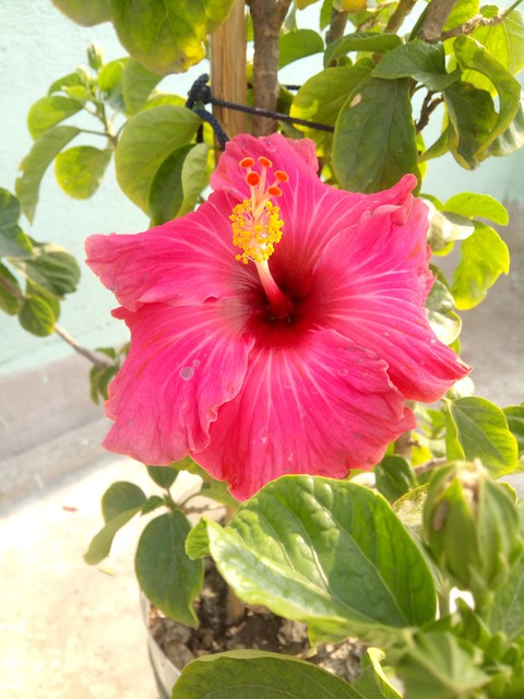sfondi botany, flowerpot