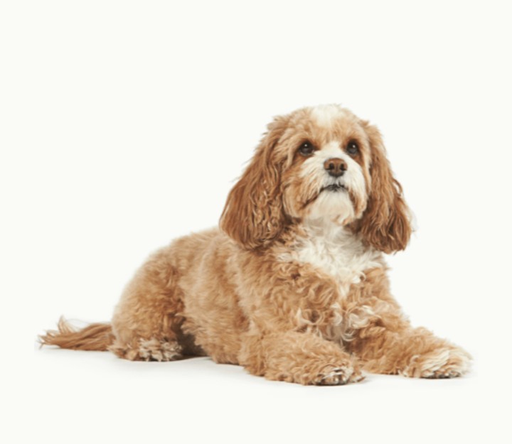 depressed?! doggie