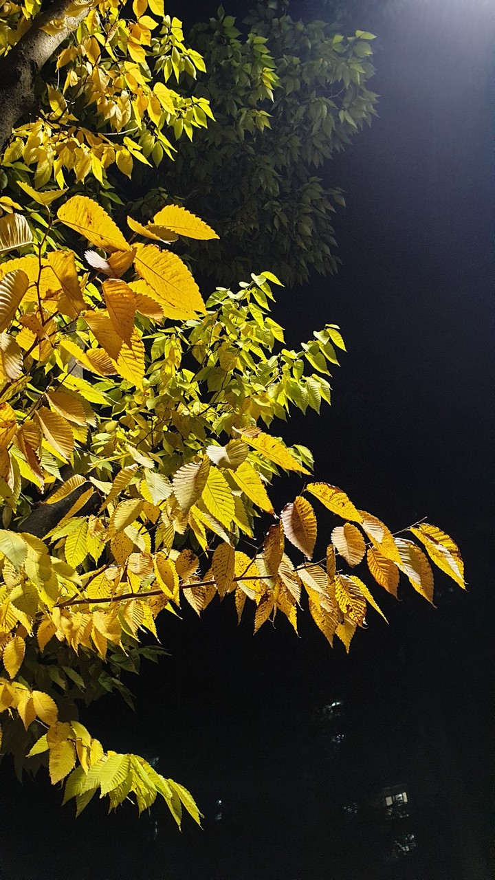 단풍