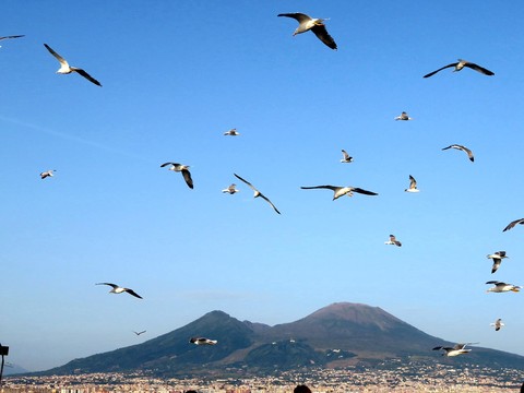 morning, bird duvar kağıtları