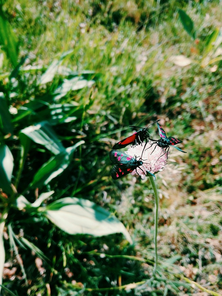 Nature