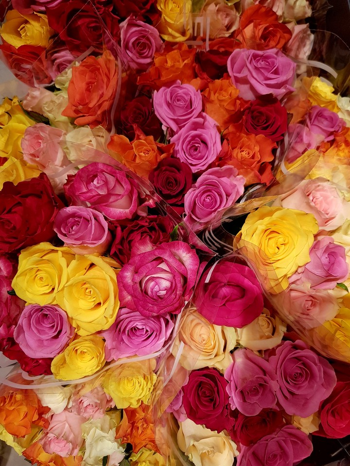 rose