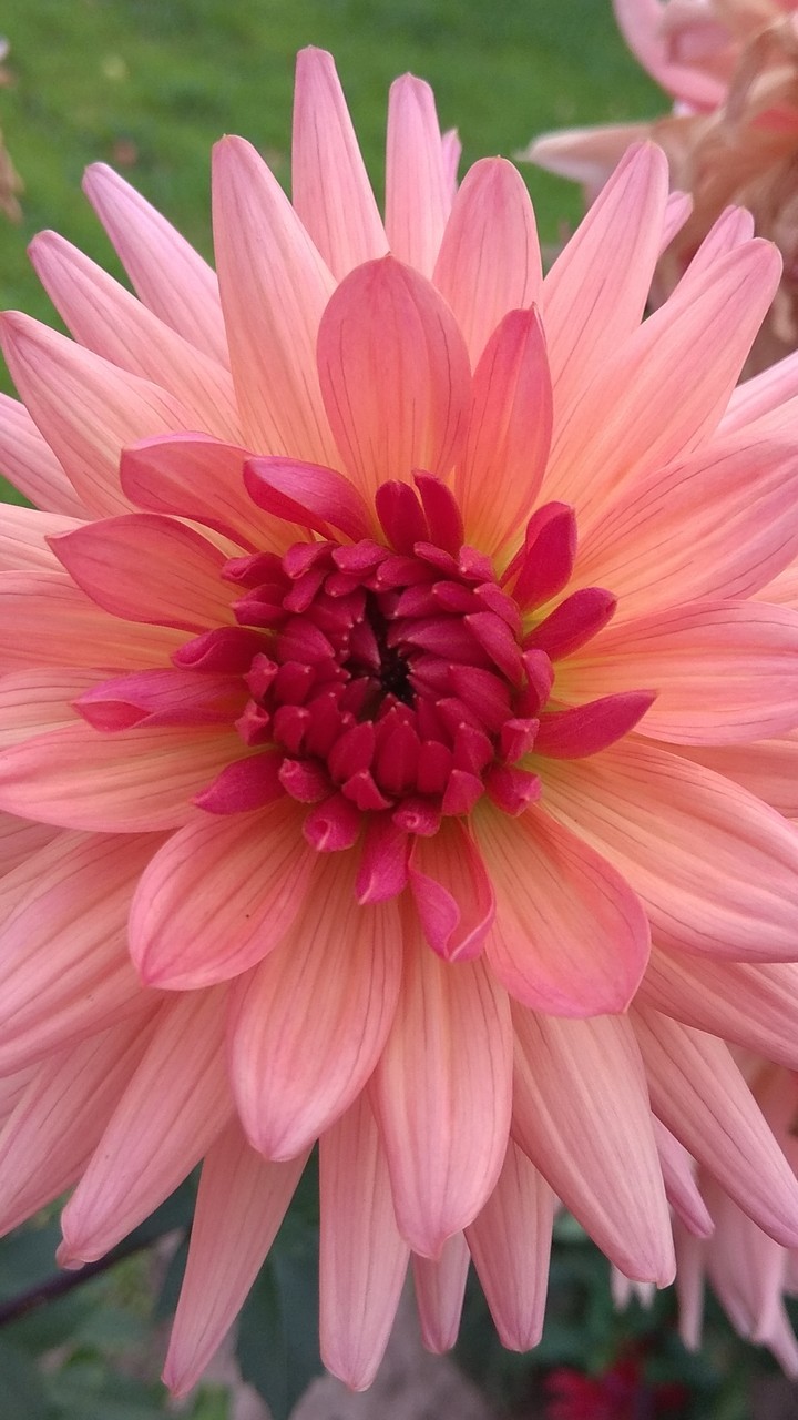 Aster