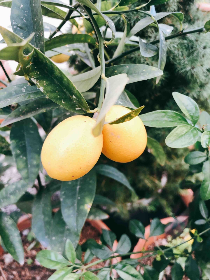 limon