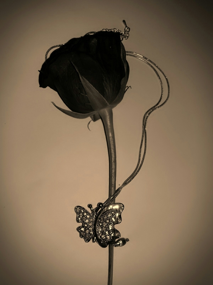 A rose with love