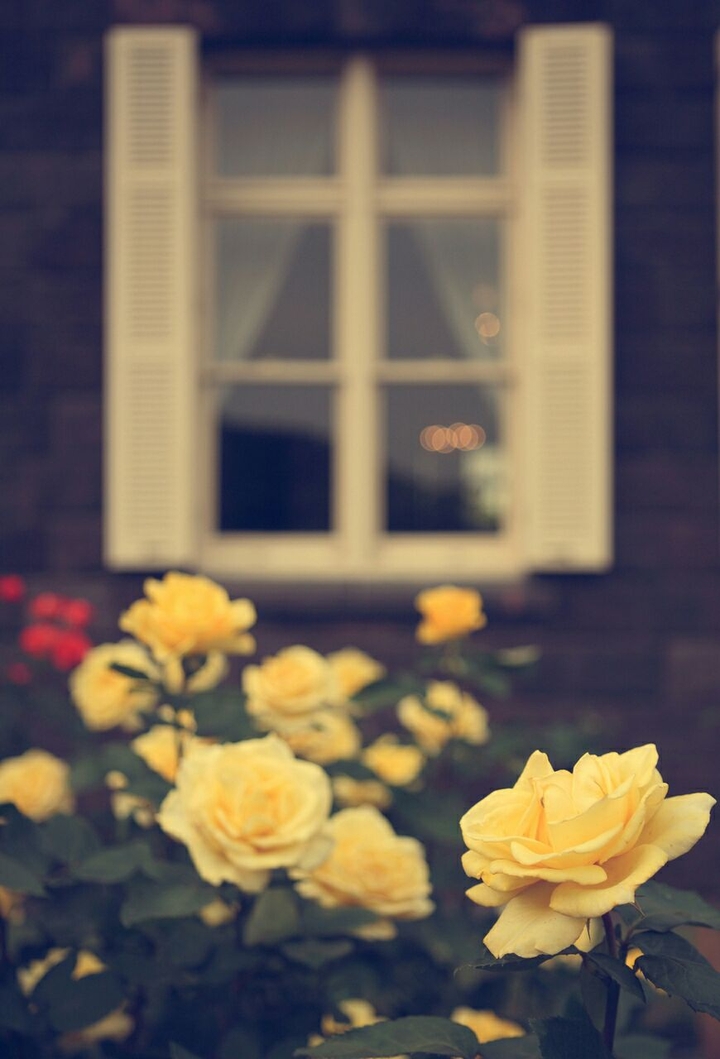 flowers
