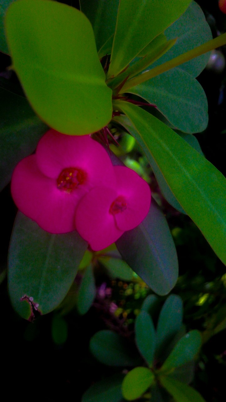 Flor