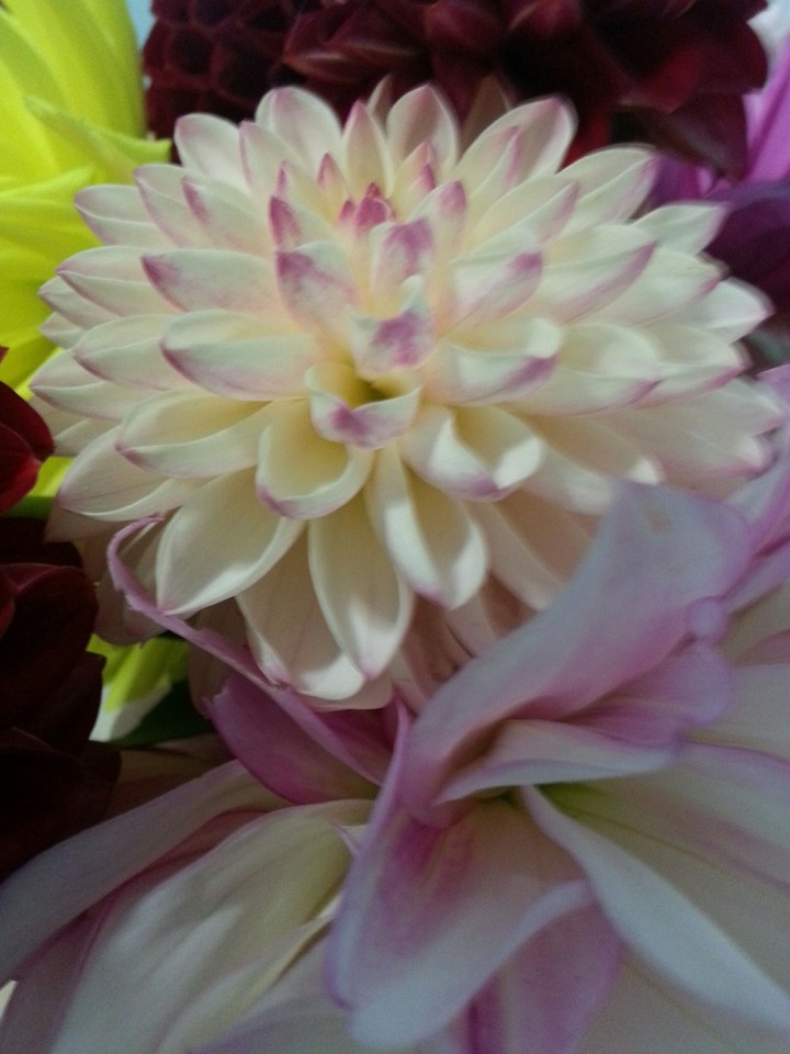 flower