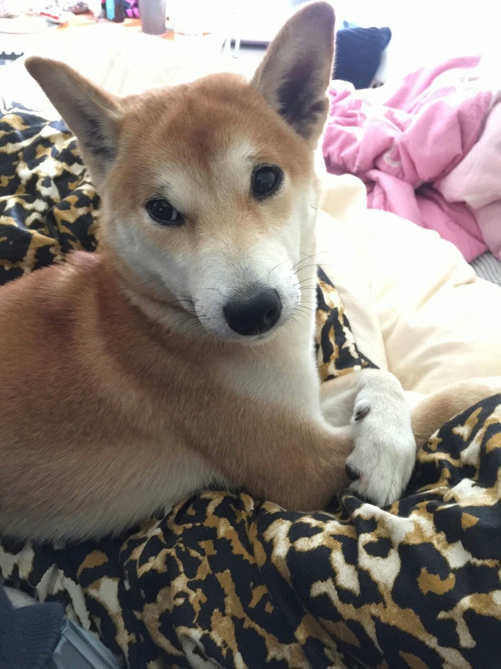 富貴柴 DOG柴