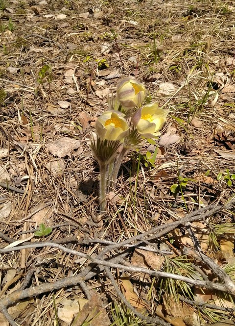 Snowdrops flowers. Spring. Ural