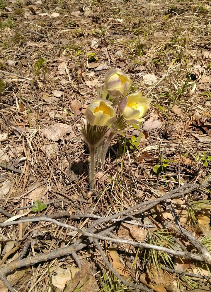 Snowdrops flowers. Spring. Ural