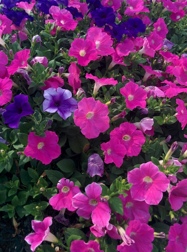 Violet and Pink