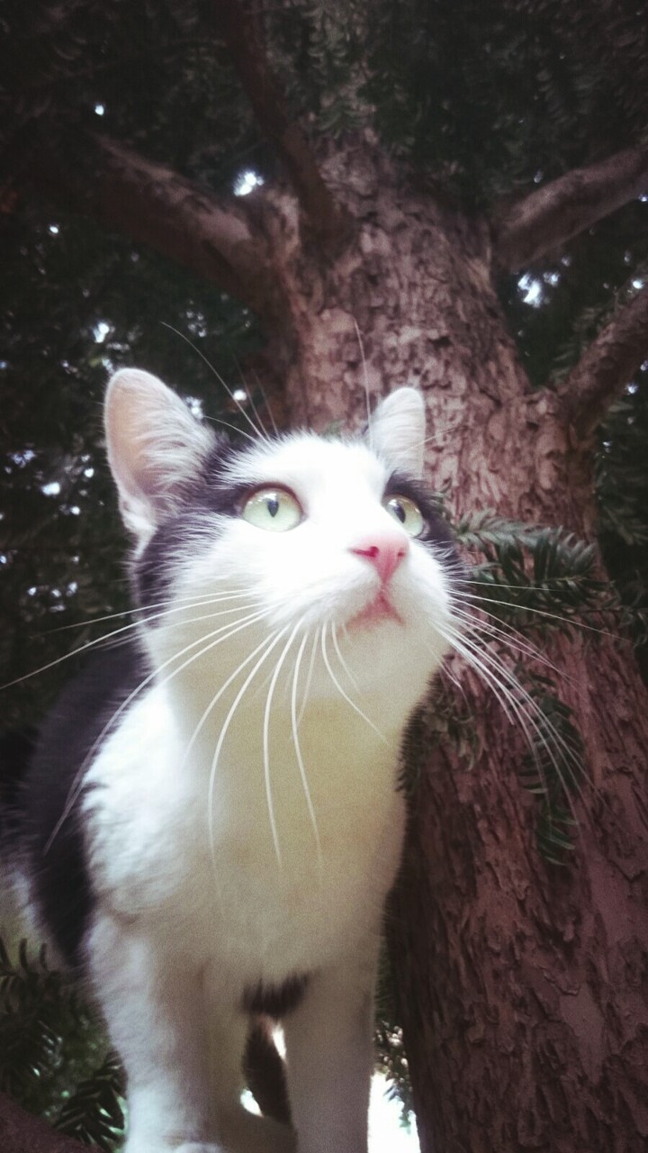my cat♡♡♡