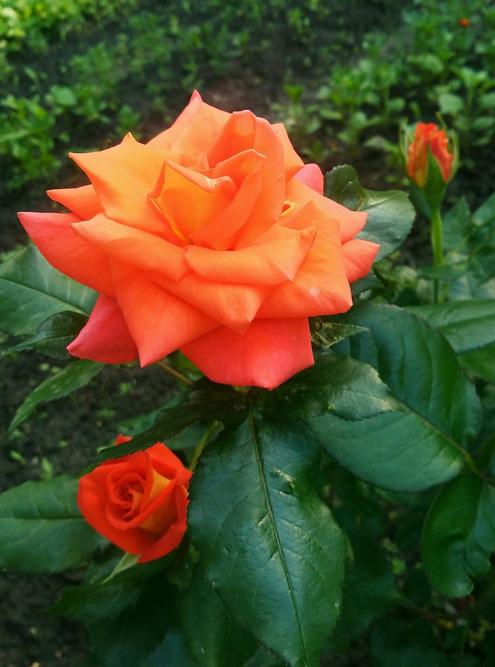 Rose