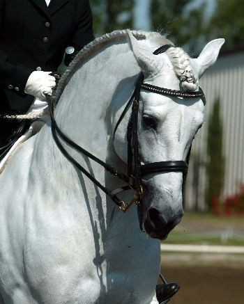 White horse