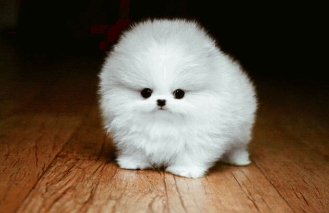 Cuteness Overloaded