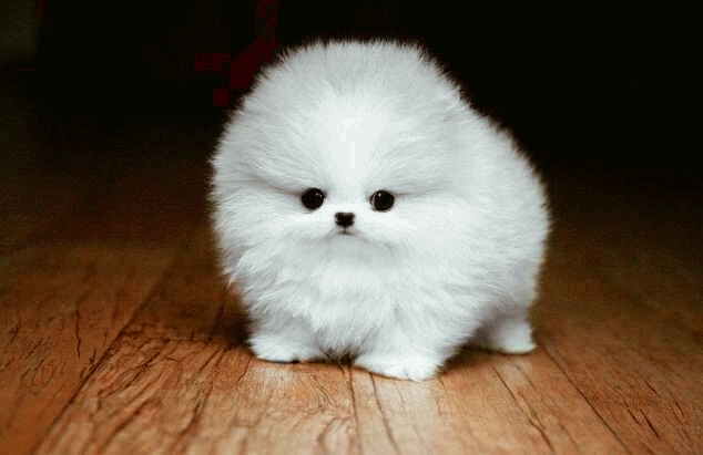 Cuteness Overloaded