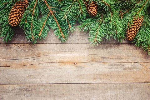 conifers, plank वॉलपेपर