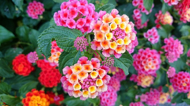 Flores