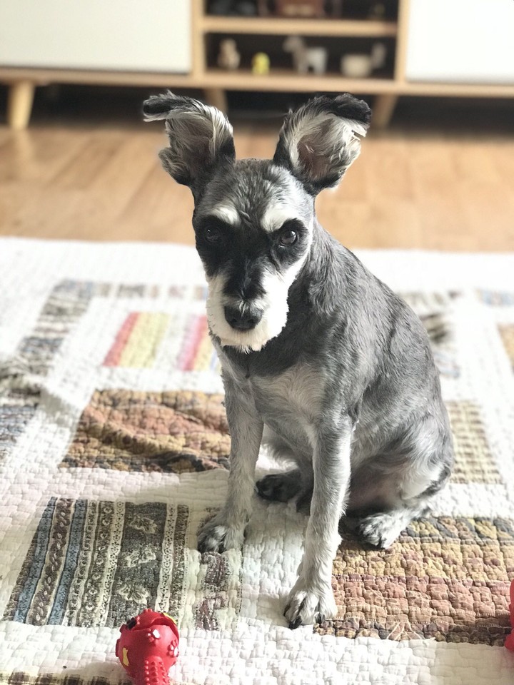 Schnauzer