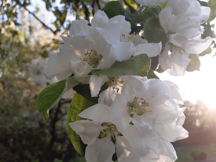 Apple blossom
