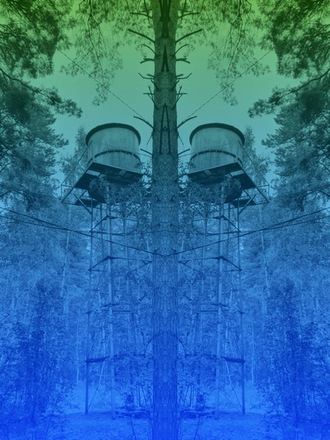 forest crown