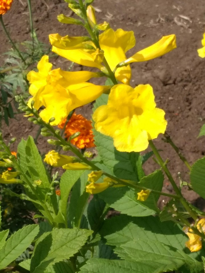 yellow trumpet