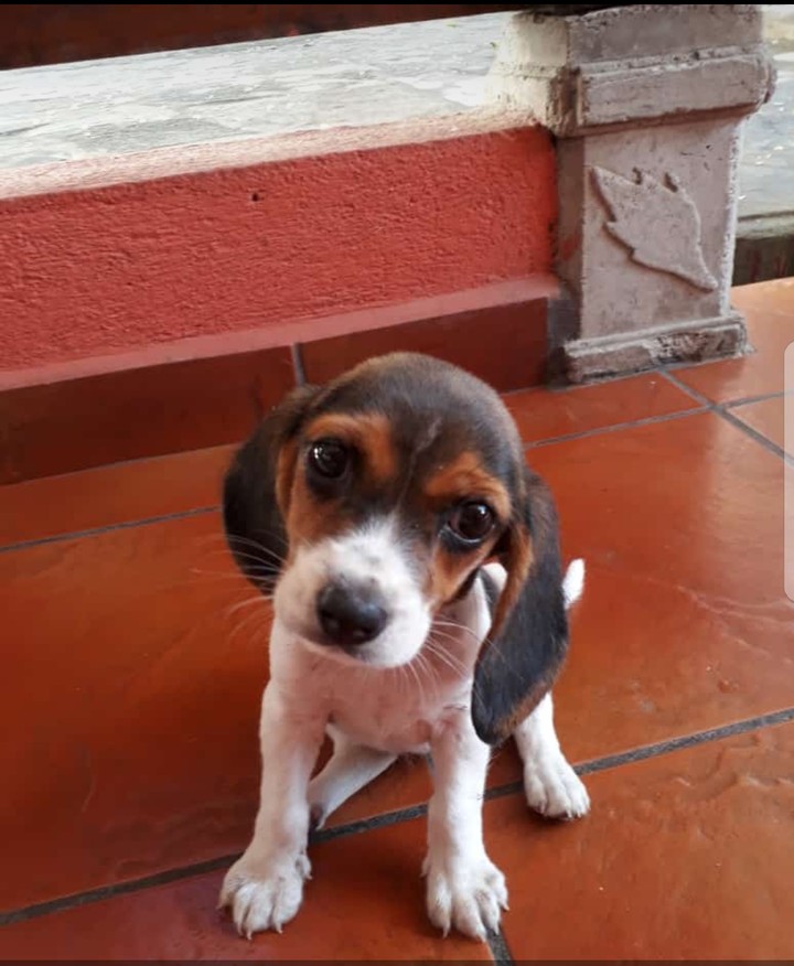 Manchita