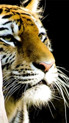 tiger