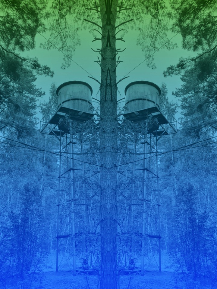 forest crown
