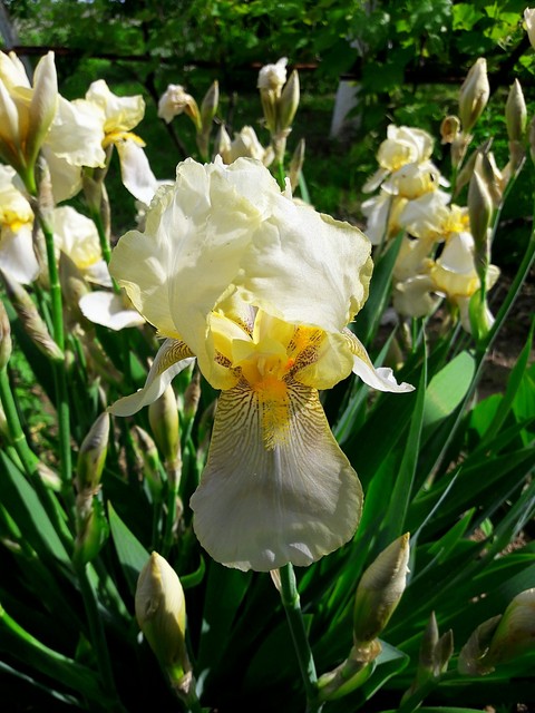 flowers