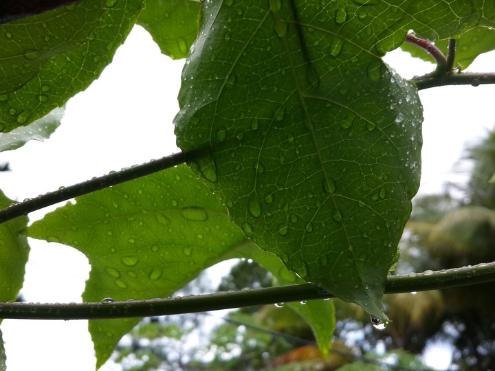 rain drops
