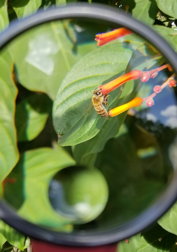 Curious Bee