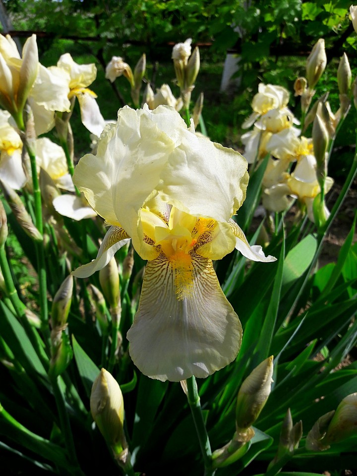 flowers