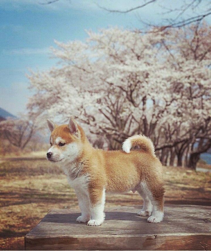 #puppy