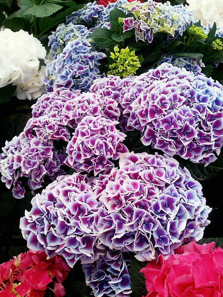 colorful flowers 